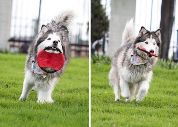 Frisby para Mascotas Hachiko - Imagen 3