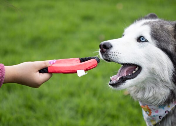 Frisby para Mascotas Hachiko - Imagen 5