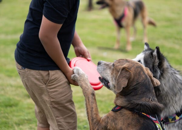 Frisby para mascotas Scrappy - Imagen 12