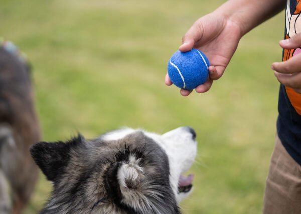Pelota para mascotas Marley - Imagen 6