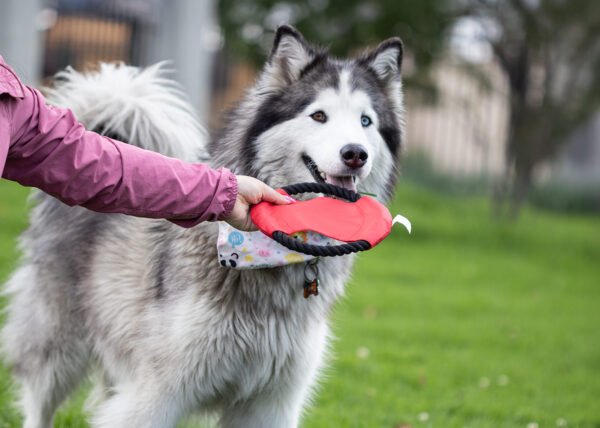 Frisby para Mascotas Hachiko - Imagen 6